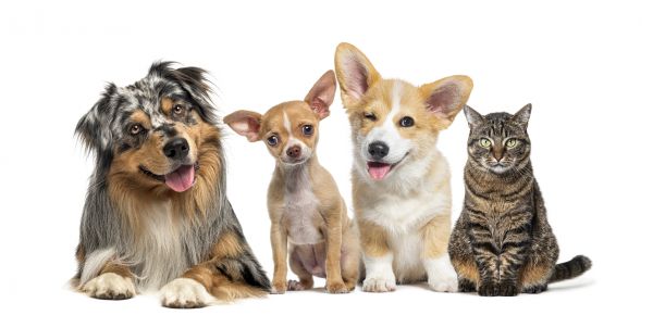 Boise Pets