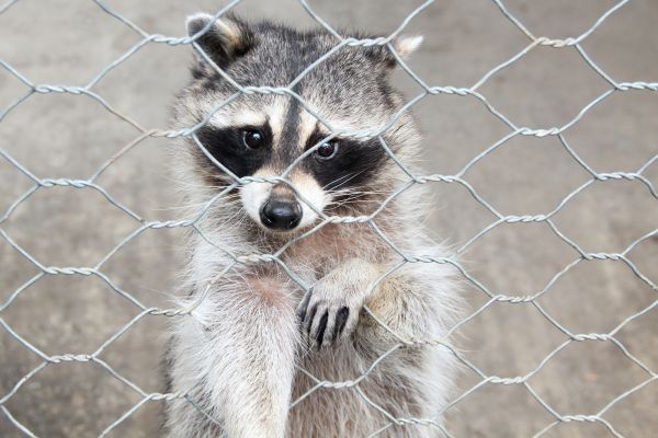 Boise Wildlife Removal