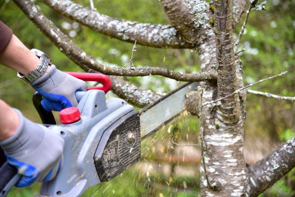 Boise Tree Trimming