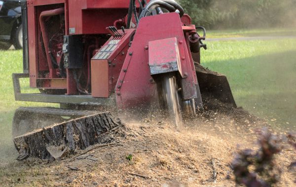 Boise Tree Removal