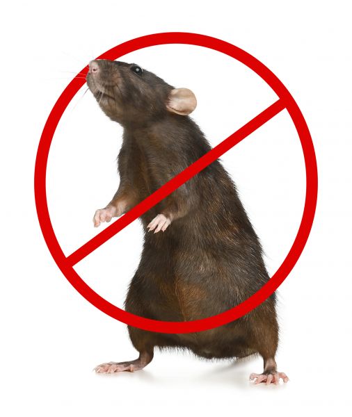 Boise Pest Control Service